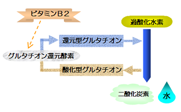 b2-1.bmp